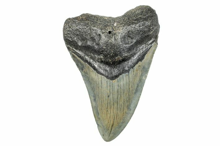 Fossil Megalodon Tooth - North Carolina #273928